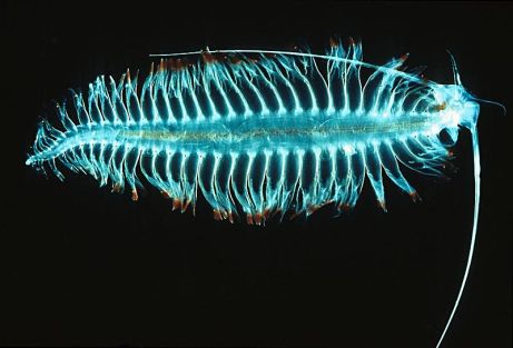 a sea bug, Tomopteriskils [photo Uwe Kils]