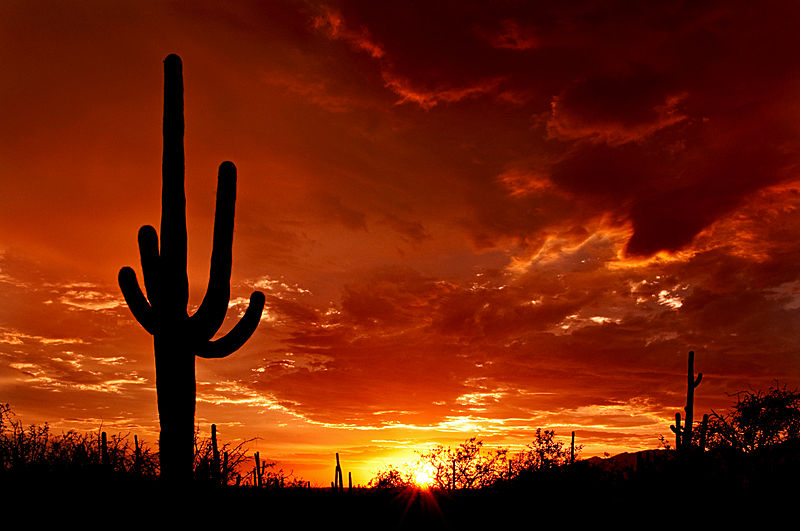 800px-Saguaro_Sunset
